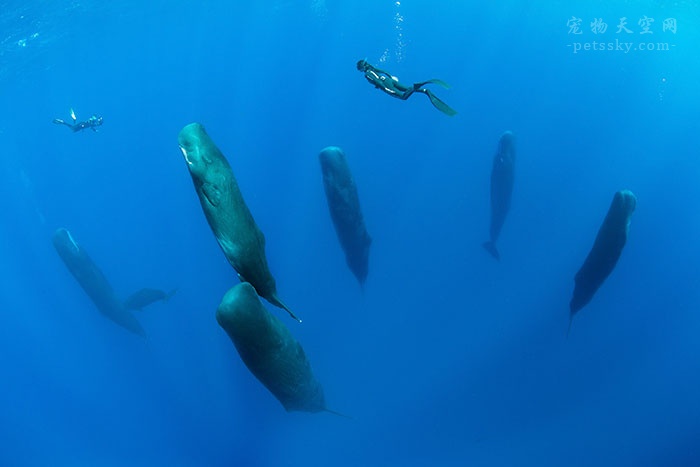 见过鲸鱼睡觉吗？分享一组非常罕见的抹香鲸睡觉照片