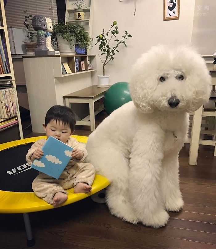 日本小女孩与巨型贵宾犬的童年生活