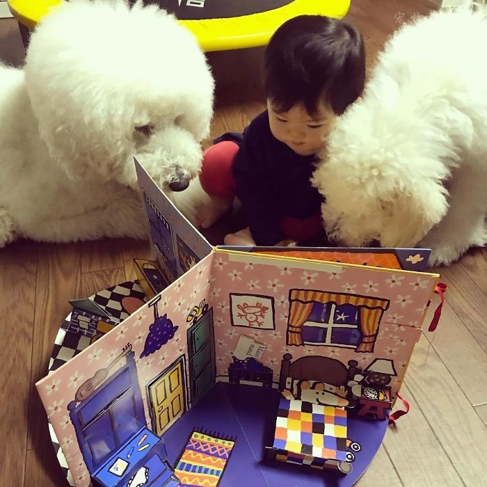 日本小女孩与巨型贵宾犬的幸福生活 让人有些羡慕（17张）