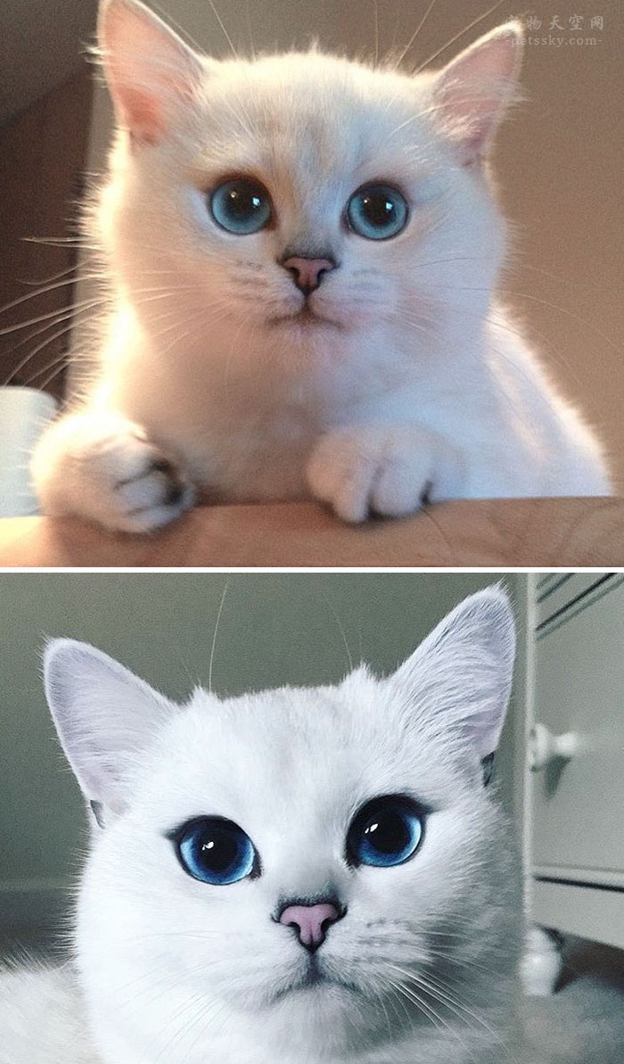 家里的猫咪长大前后的对比照片