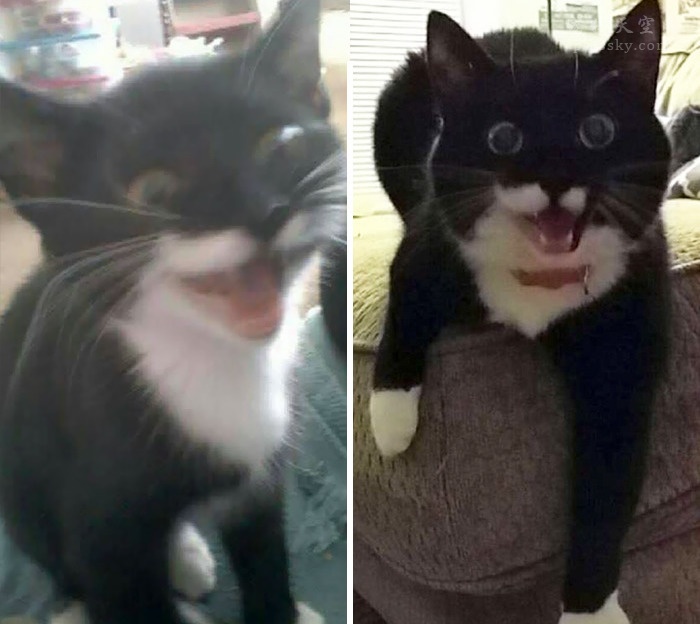 家里的猫咪长大前后的对比照片