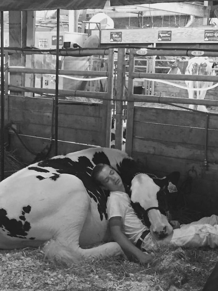 15岁男孩与奶牛在一起睡觉的照片，在网上大火