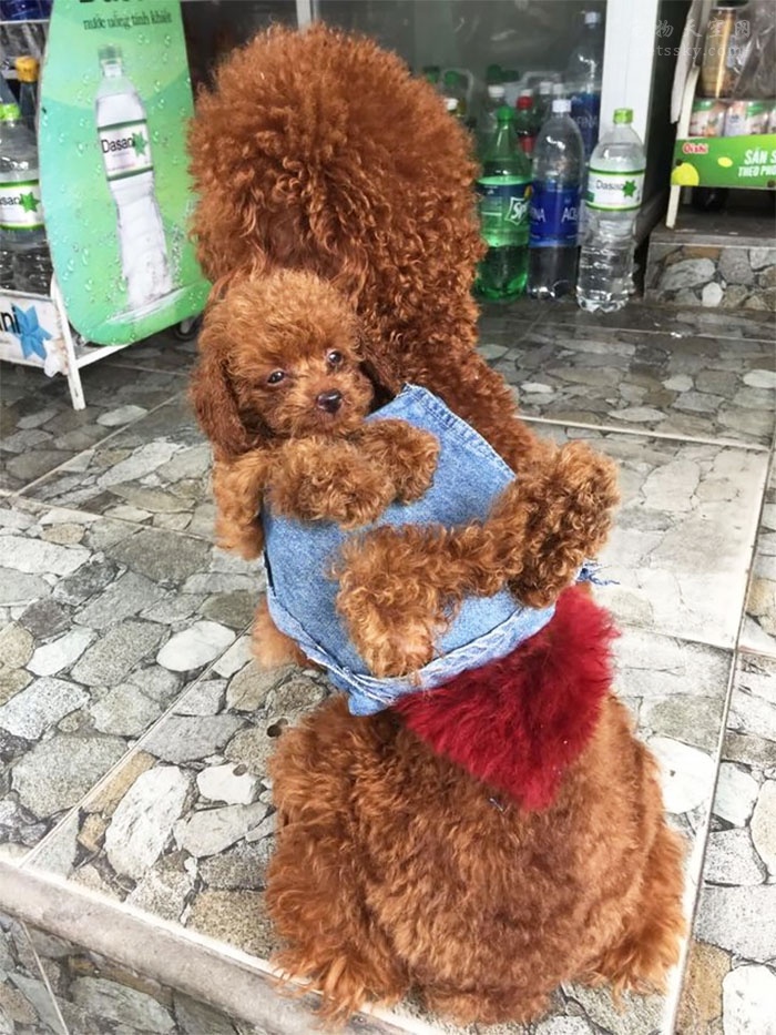 越南小伙用旧衣服DIY了一个背包，方便狗妈背着小狗出去玩耍