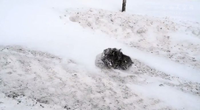 路边发现了一只冻僵的猫咪，救活后，才发现自己捡到了宝