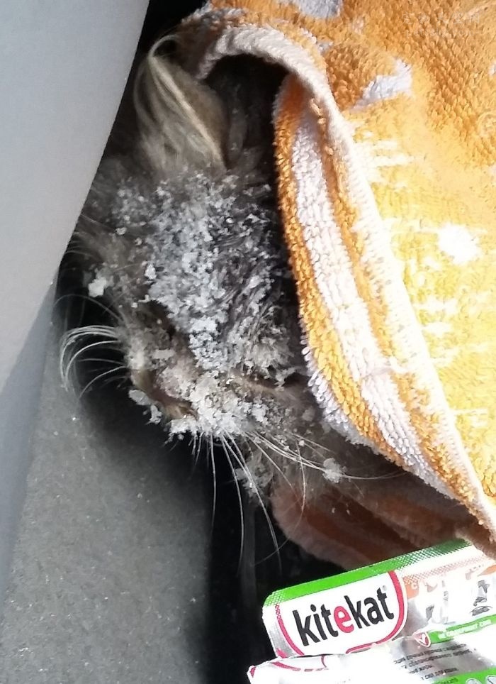 路边发现了一只冻僵的猫咪，救活后，才发现自己捡到了宝