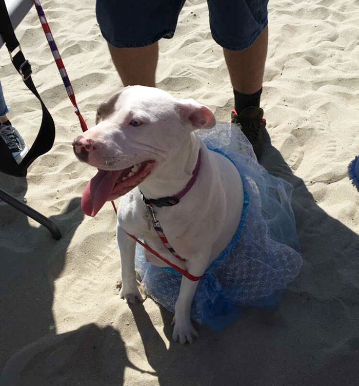 怀孕的比特犬在沙滩上，收到了主人精心准备的“特殊聚会”