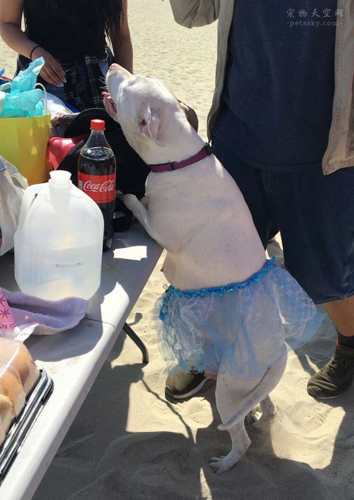 怀孕的比特犬在沙滩上，收到了主人精心准备的“特殊聚会”