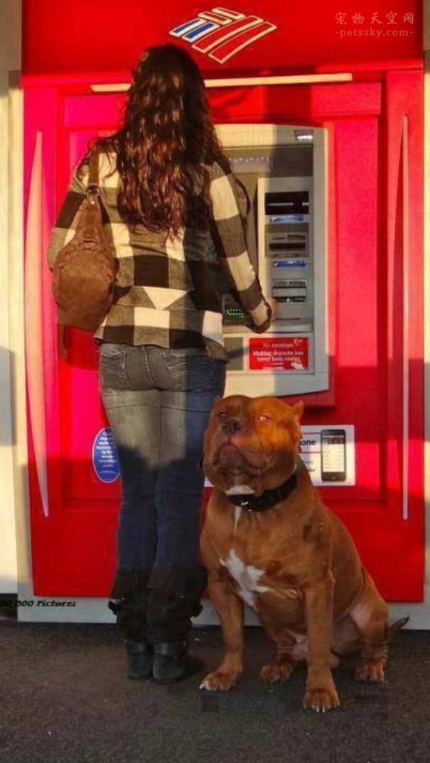 带着狗狗在取款机前取钱