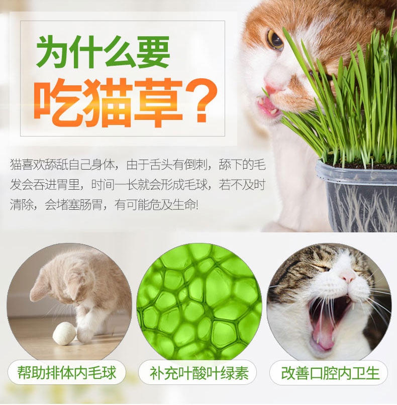 家里种点绿色植物，还有益猫咪的健康