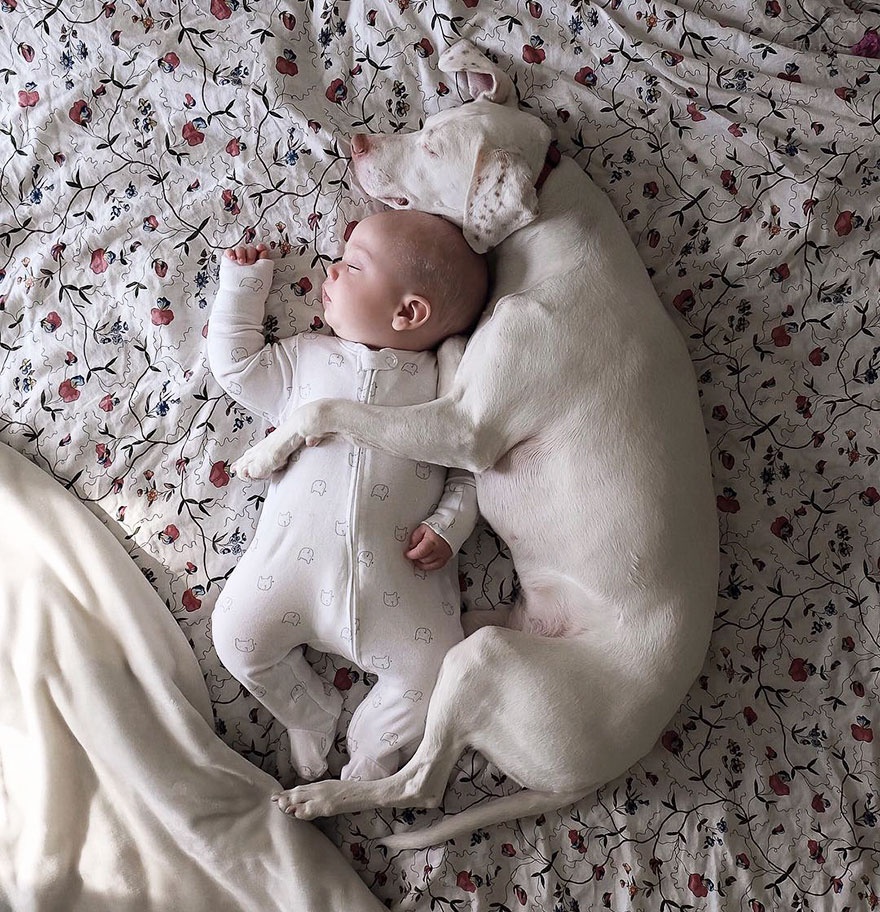 可爱的宝宝与狗狗一起睡觉，照片背后有一个暖心的故事