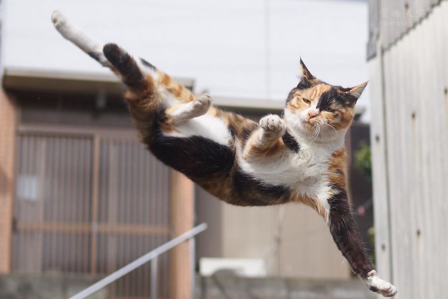 摄影师镜头下的“忍者猫咪”，身体柔韧性令人羡慕