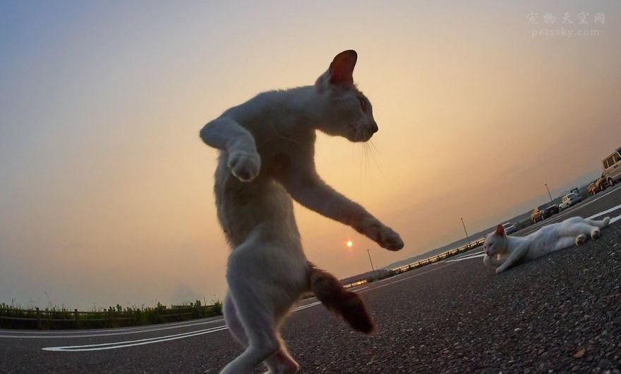 摄影师镜头下的“忍者猫咪”，身体柔韧性令人羡慕