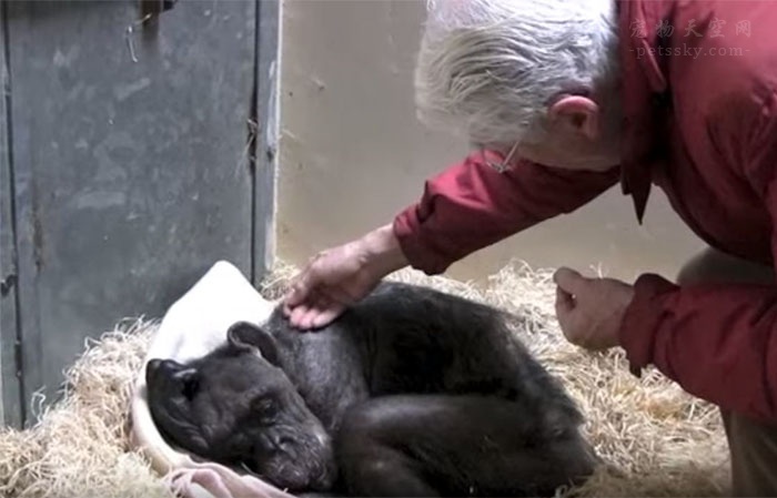59岁的黑猩猩临终前拒绝进食， 直到44年前的饲养员出现