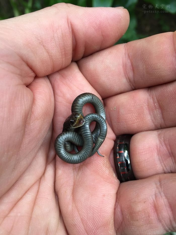 分享一些可爱的小蛇照片（20张）