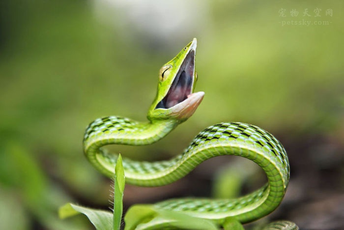 分享一些可爱的小蛇照片（20张）