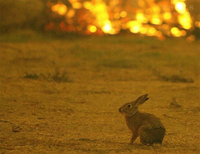 看到一只兔子冲进大火中，男子的行为感动网友