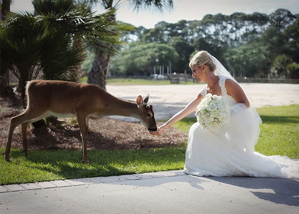 婚礼中 一头小鹿接触新娘