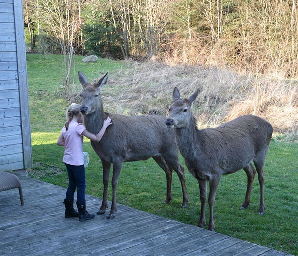 我的女儿和两头鹿