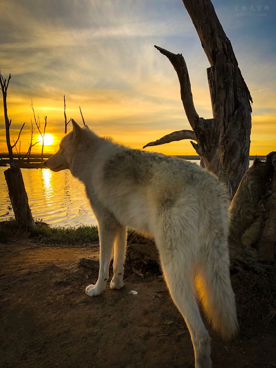 网友分享自己带着狗旅行的照片，很多人留言：“这是狼！”