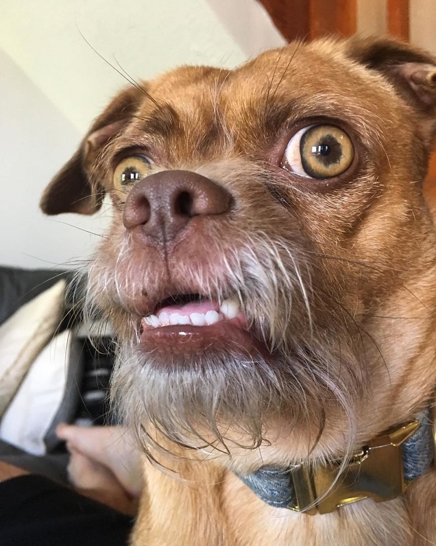 这条串串狗长得像一个小老头，它的照片被很多网友用作表情包