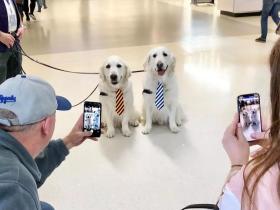 美国机场聘请两位大金毛来工作，这里的旅客也太幸福了吧？