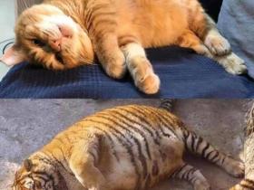 别把两只橘猫放一起养，因为肥橘的胖真的会传染