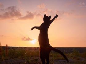 摄影师镜头下的“忍者猫咪”，身体柔韧性令人羡慕（24张）