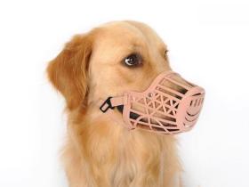 为什么要给狗带嘴套？狗狗带嘴套会不会很难受？