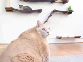 情侣领养了一只15公斤重的橘猫，并分享减肥日记（22张）