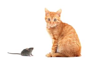 现在的一些猫，为什么不逮老鼠？
