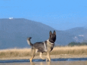 警犬在河边徘徊引全国关注，原来，它一辈子都在等这个人