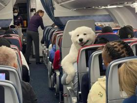 在飞机上偶遇了一只“北极熊”...它真的好可爱呀！