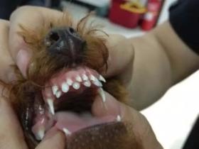 时刻关注狗狗的牙齿健康