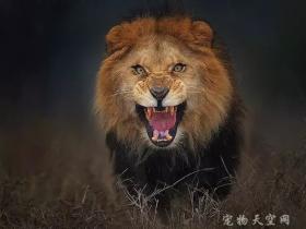 在愤怒的狮子攻击前 摄影师拼命拍下了这张照片