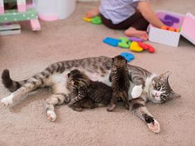 母性是天生的：痛失3个孩子的猫妈妈领养了3只小猫咪