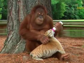 网传猩猩给老虎喂奶视频  揭露美国野生动物研究所丑闻