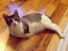 美国一只两条腿的猫咪Roux  鼓舞了很多网友