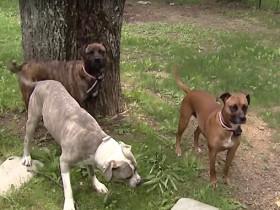 被领养的三只流浪狗 携手从黑熊手下救了小主人的性命