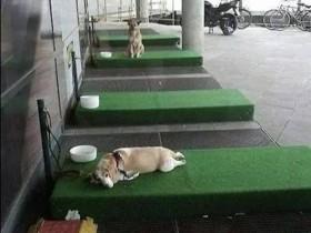 德国商场创建“停狗位” 不仅有草坪躺还有水喝