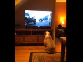 每当开始放广告 狗狗就跑到电视机前认真地观看