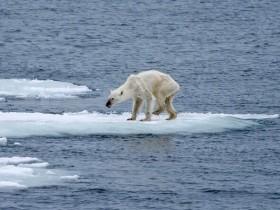 北极的浮冰因气候变暖加速融化 很多北极熊被饿死
