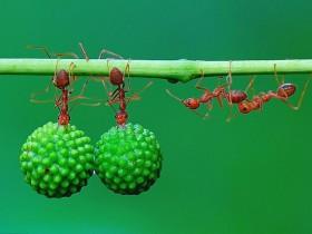 印尼丛林里的蚂蚁搬运果实照片 让人无比震撼