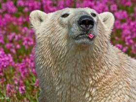北极熊也有自己的春天 在一片花的海洋里嬉闹