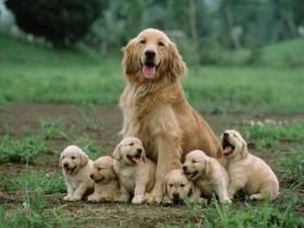 28张狗狗与它们孩子在一起的照片 画面非常温馨