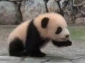 双胞胎熊猫在日本广受欢迎 网友会问：熊猫为什么会在国外