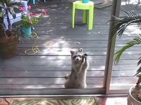 浣熊因为没有猫粮可偷 拿一块石头在玻璃窗上抗议