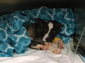 美国一只四个月大的小狗被活埋 被救出时不停地亲吻救助人员