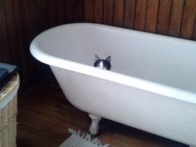 自从养了猫 洗澡的时候总是被无耻地窥视