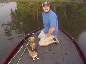两只小流浪猫跳进河里游到了船上 只为寻求人类的救助