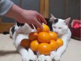 三只超级听话的猫咪 配合主人在它们爪子上面堆橘子